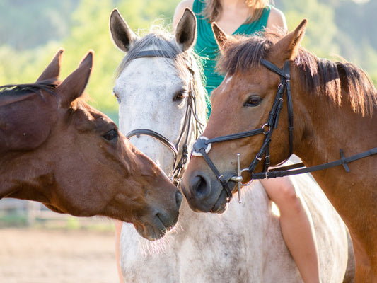 Farm House Tack Intro To Equine Behavior