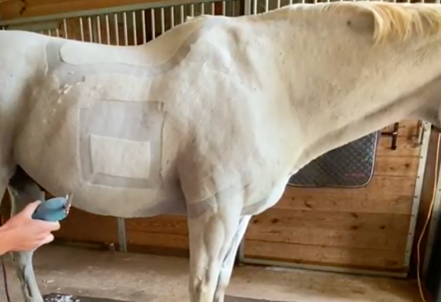 How to Clean and Oil Your Clippers - Pro Equine Grooms