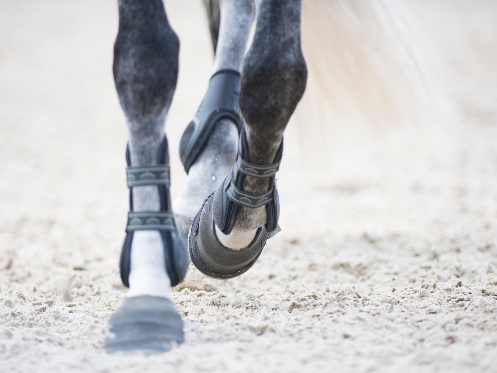 Top horse shipping boots and how to apply them Farm House Tack