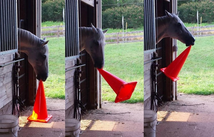 Ideas To Keep Your Horse Entertained