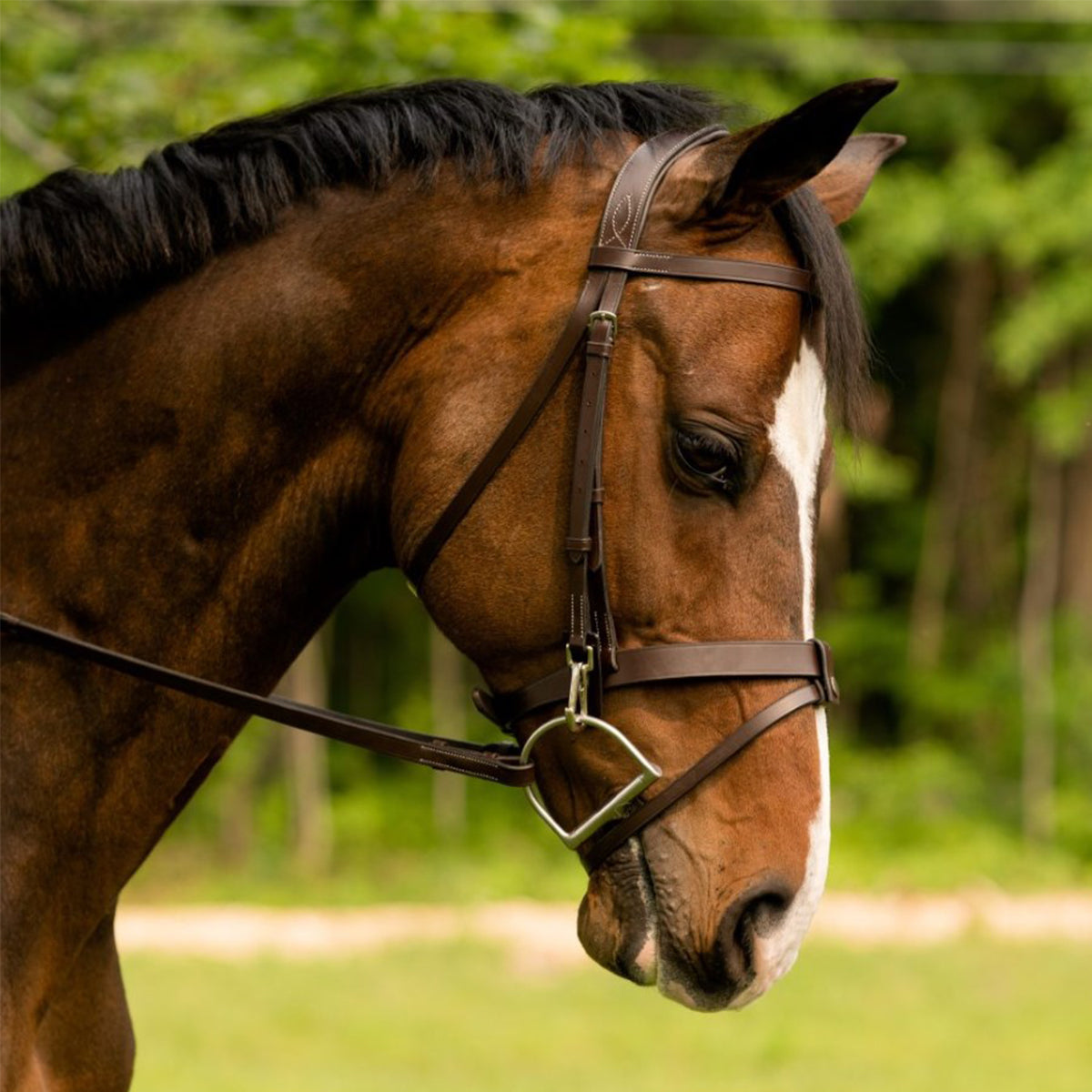 Black Oak by KL Select Maple Training Bridle