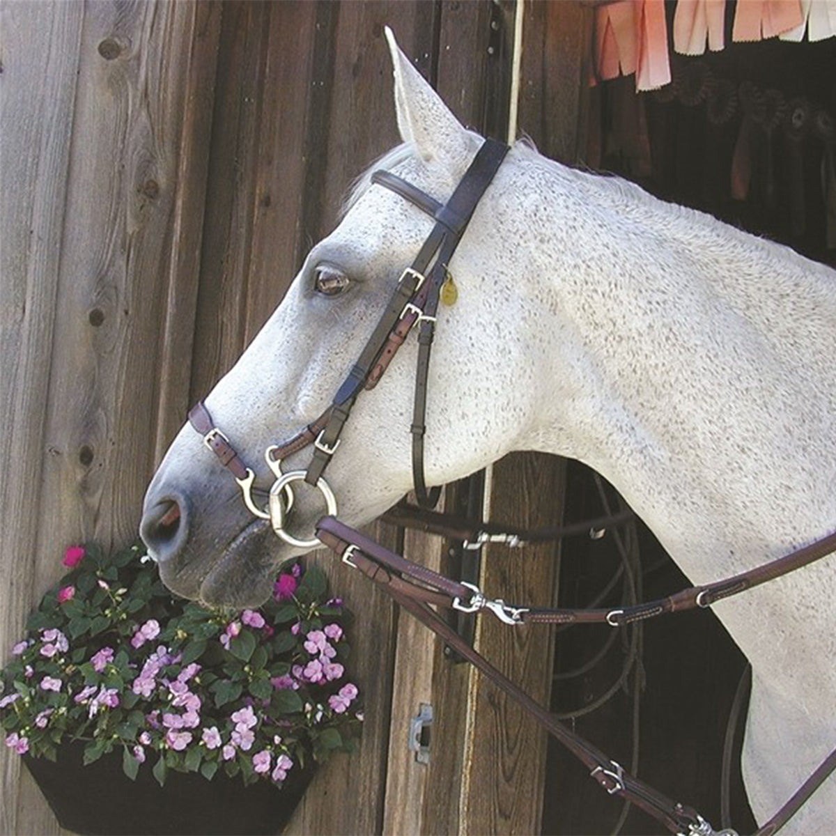 Nunn Finer Kineton Noseband