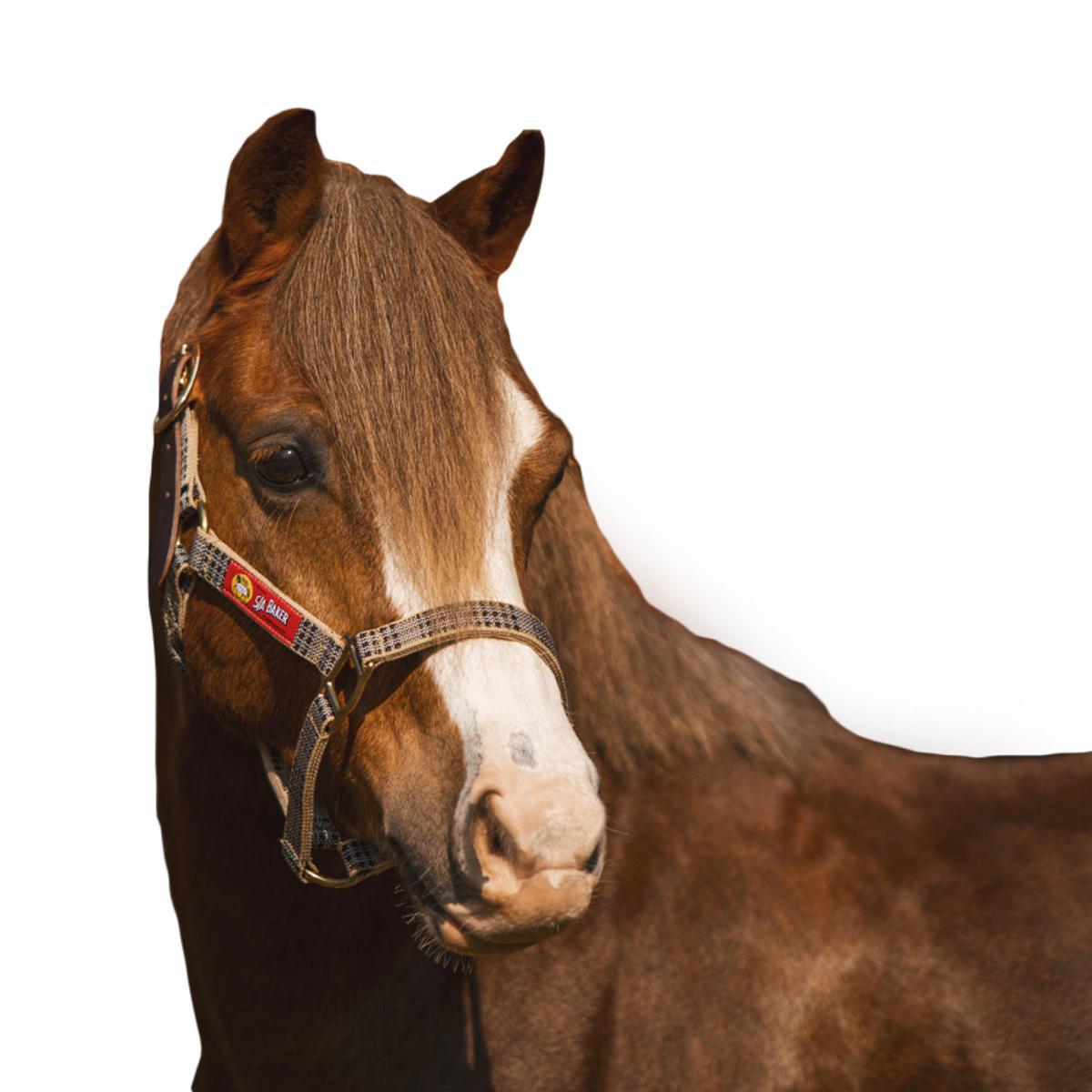 5/A Baker Breakaway Halter with Full Leather Crown-Horse Model-Front View
