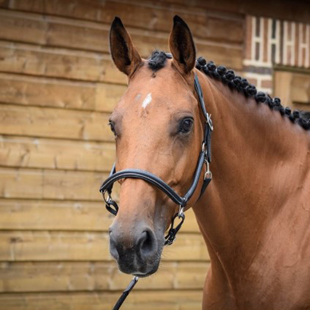 Jump'in Grooming Halter - One Collection - Sale