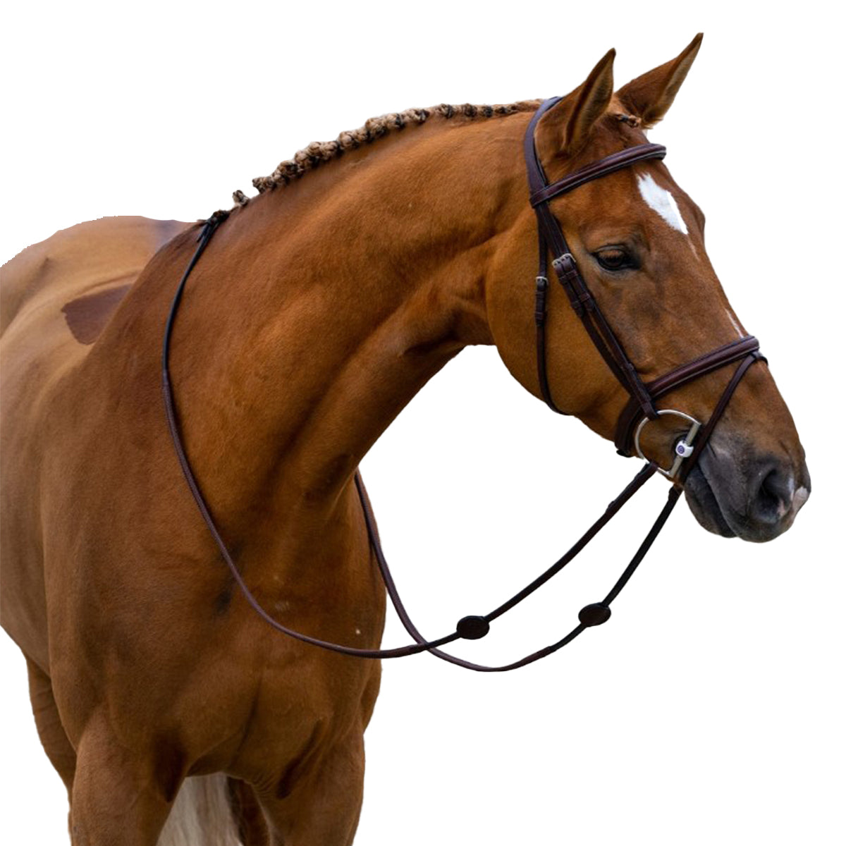 Trust Calgary Bridle