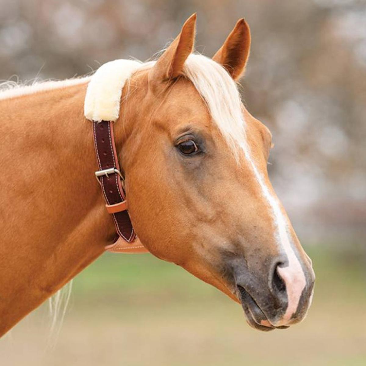 Professional's Choice The Dare Cribbing Collar