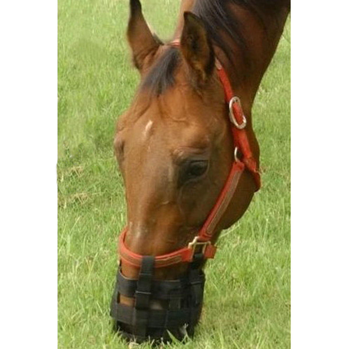 Best Friend Grazing Muzzle