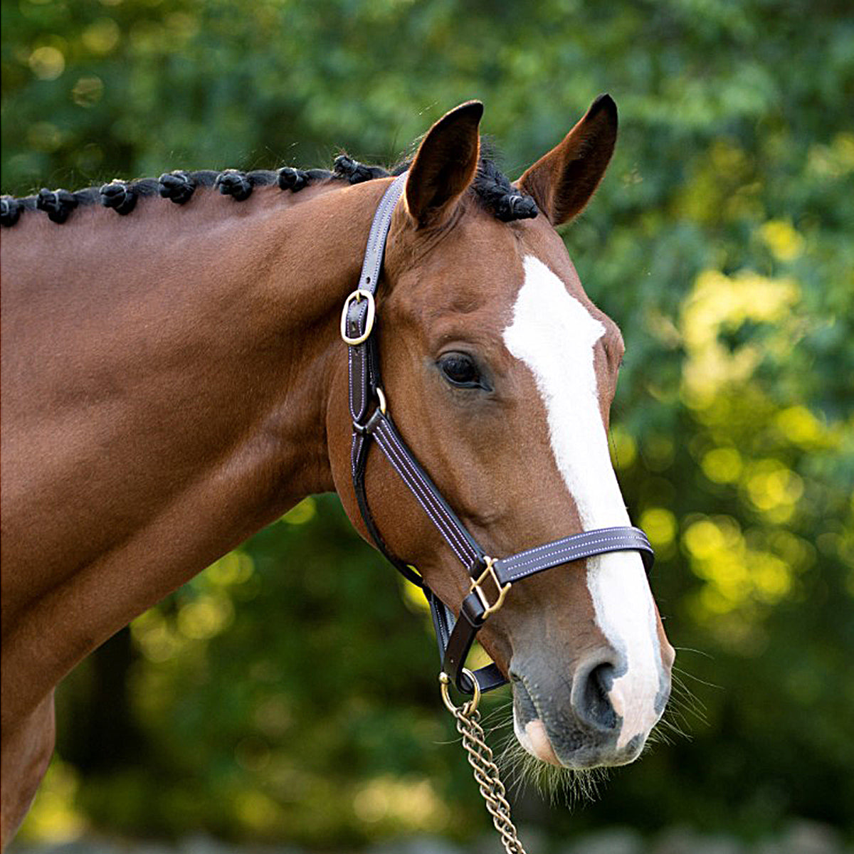 Black Oak by KL Select Pine Halter