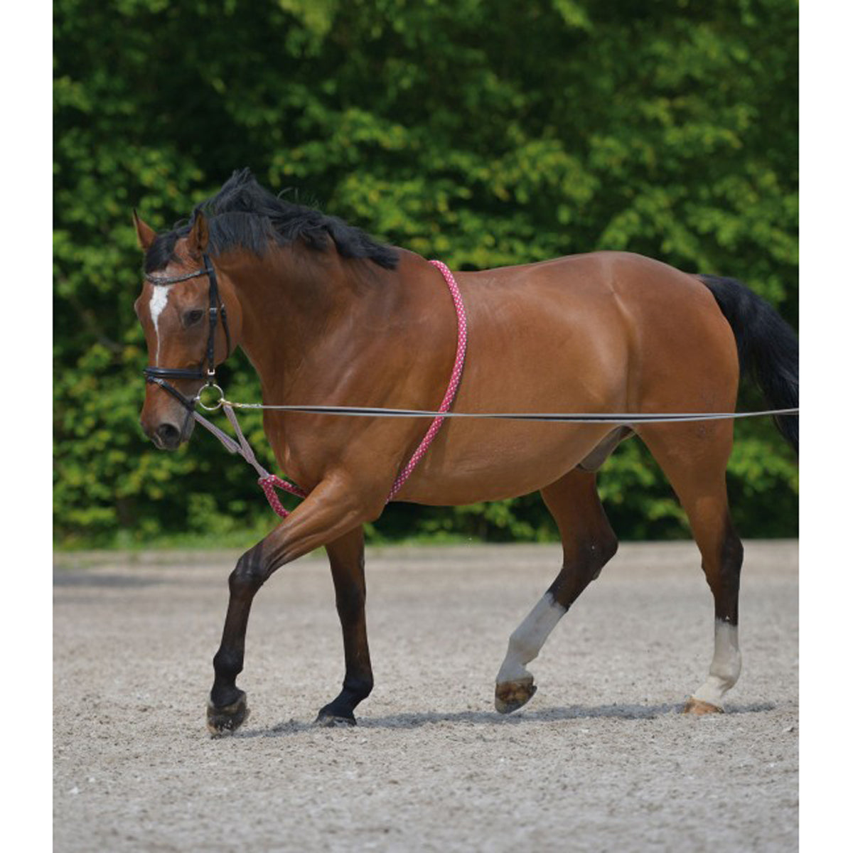 Waldhausen Lunging Aid