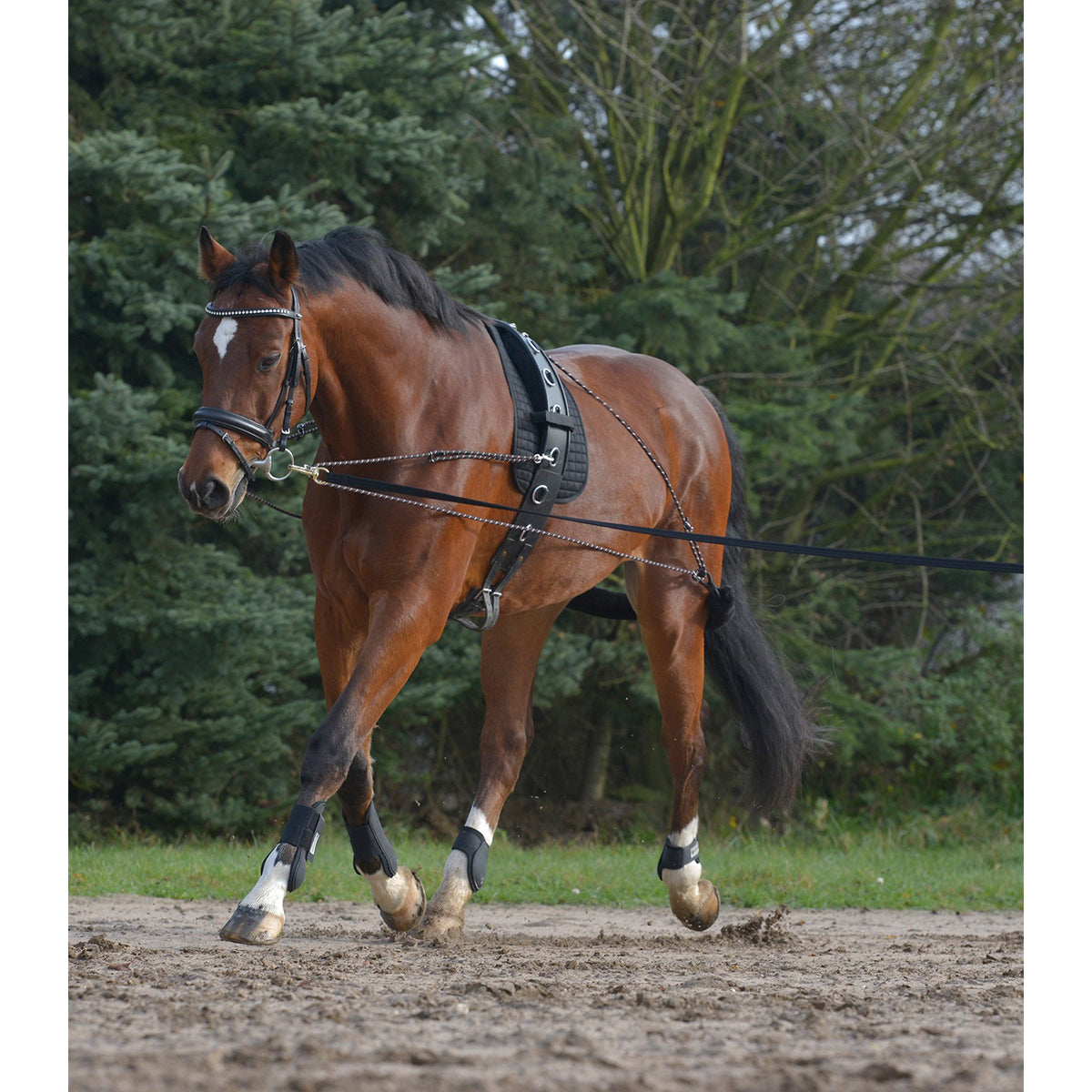Waldhausen Lunging System