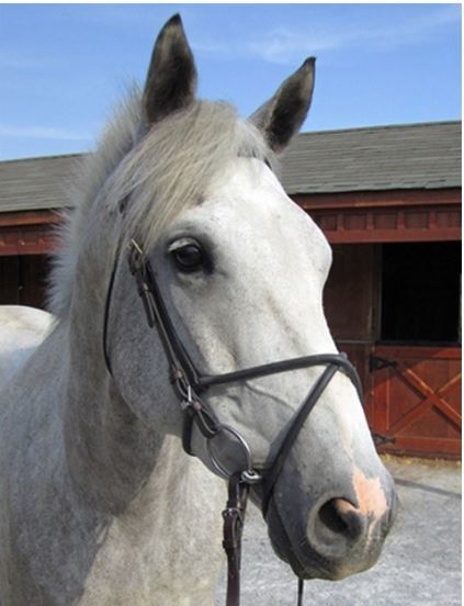 Nunn Finer Rubber Figure 8 Noseband