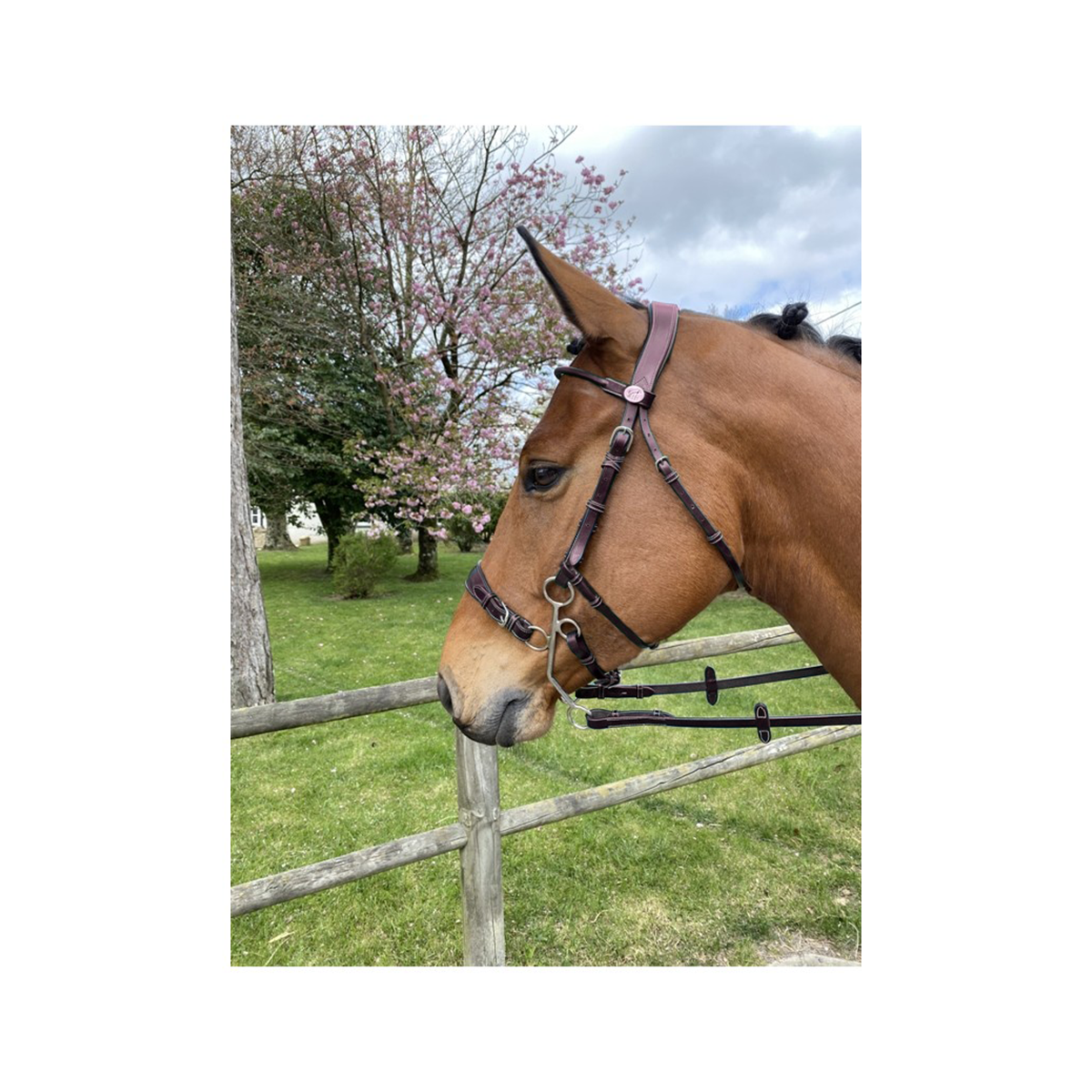 Jump'in Hackamore Bridle - Week Collection