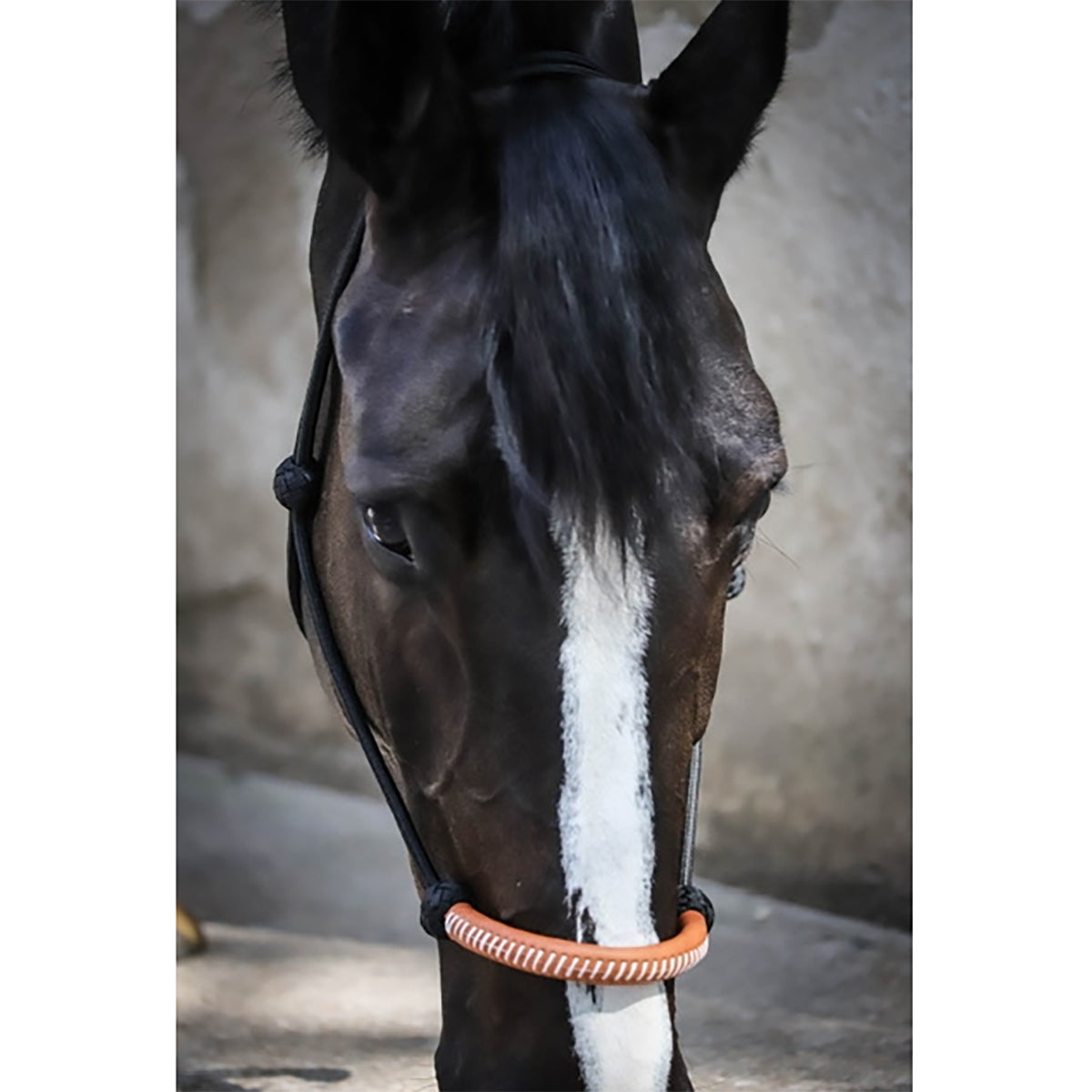 Penelope American Halter