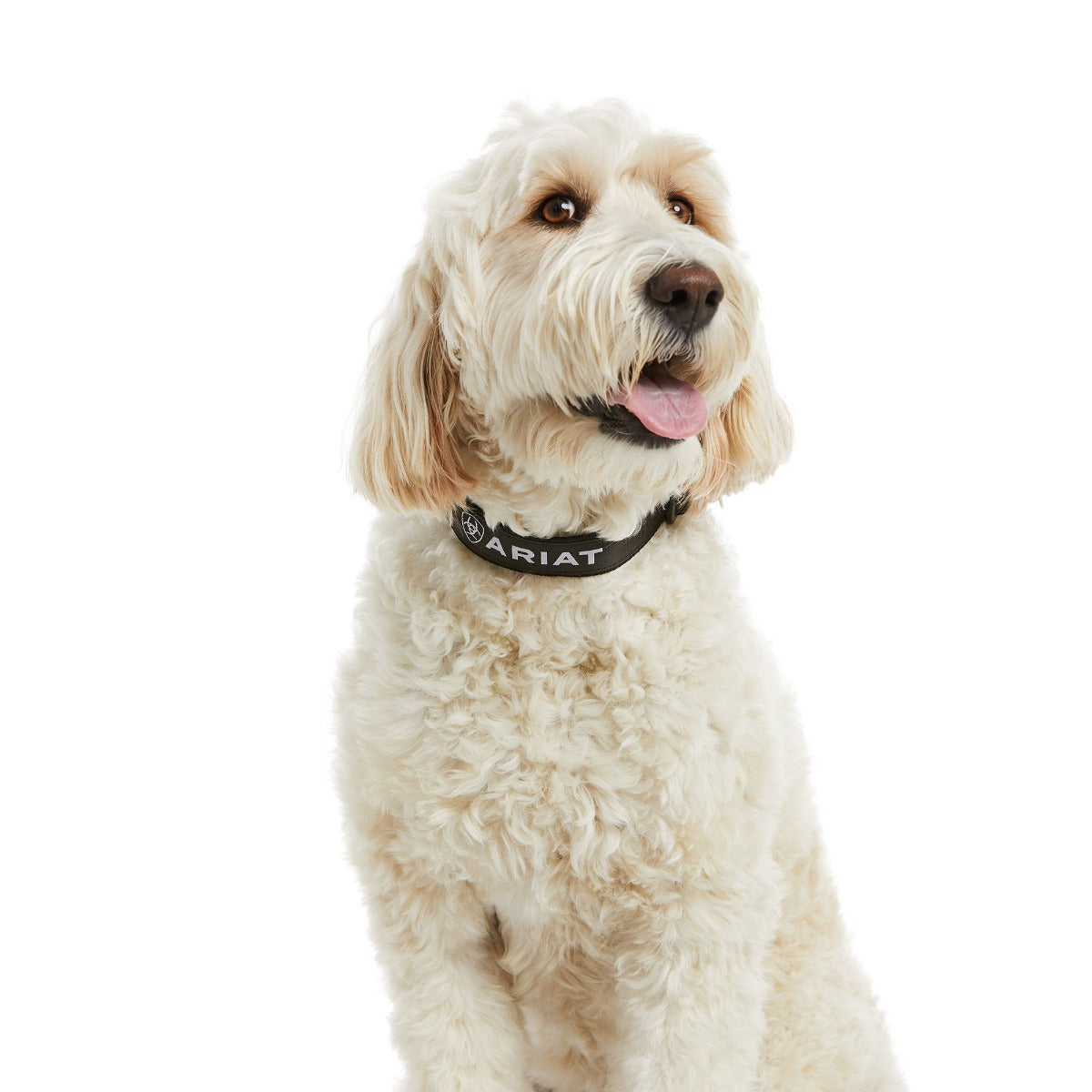 Ariat Dog Collar - Sale