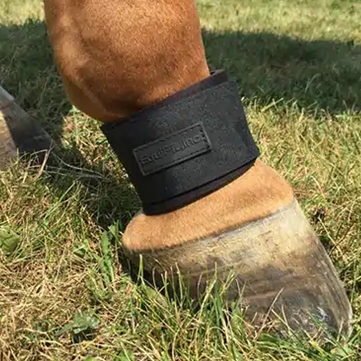 Equifit Neoprene Pastern Band Velcro Closure