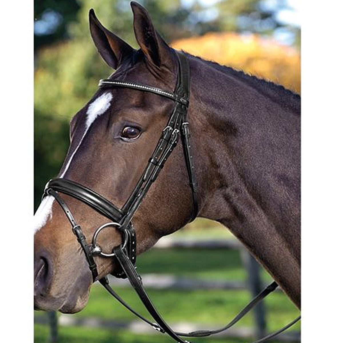 Passier Fortuna Snaffle Bridle