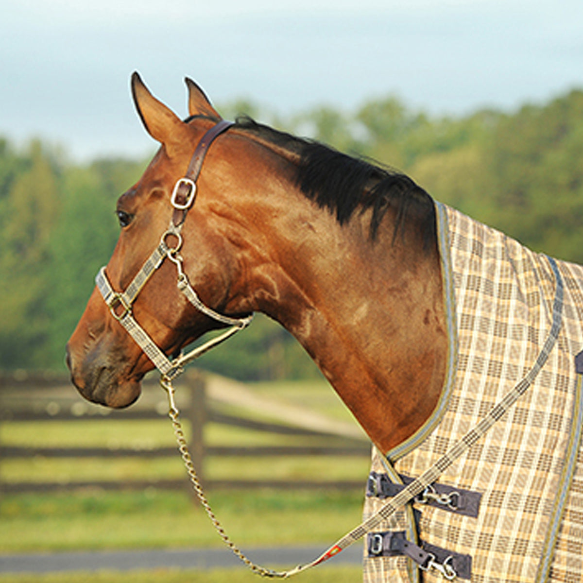 5/A Baker Lead with Chain