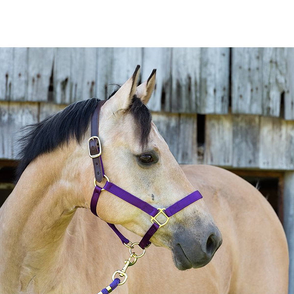 Perri's Premium Nylon Safety Halter