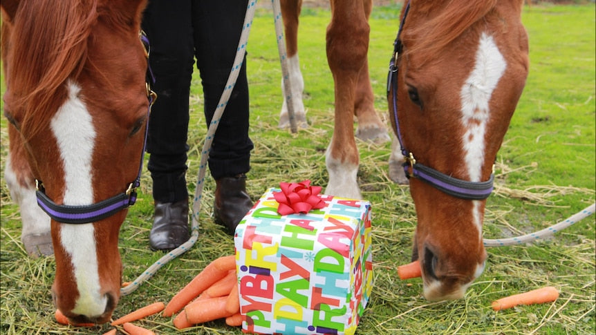 Sweet Treats For Your Horse