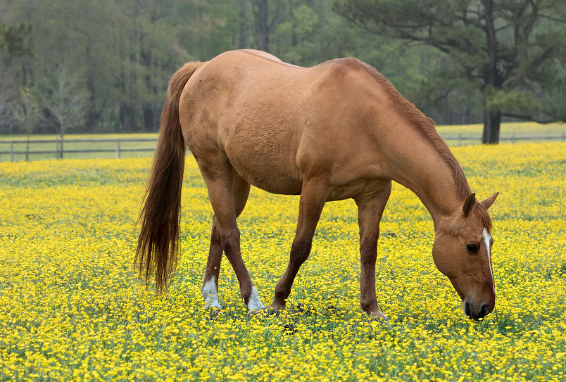 Horse in field full of buttercups