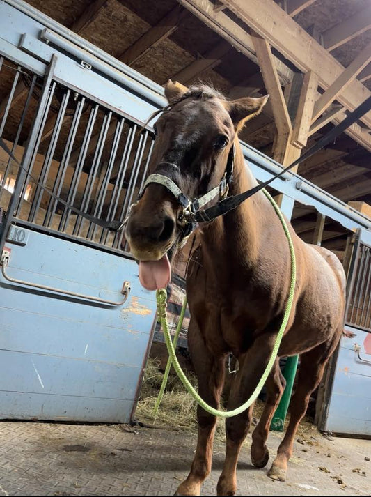 What’s Your Horse’s Elf Name?