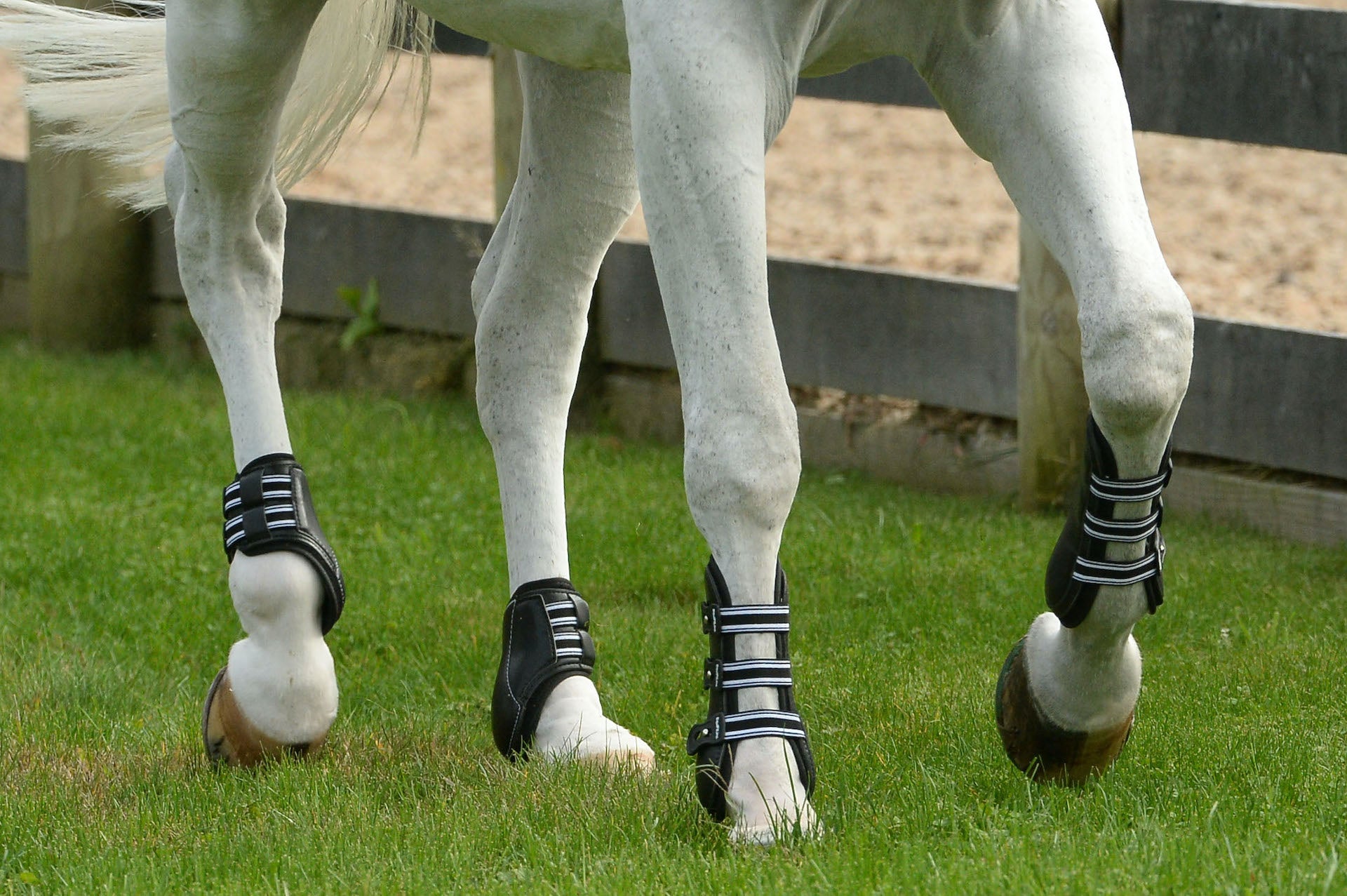 Horse trotting with front and hind horse boots