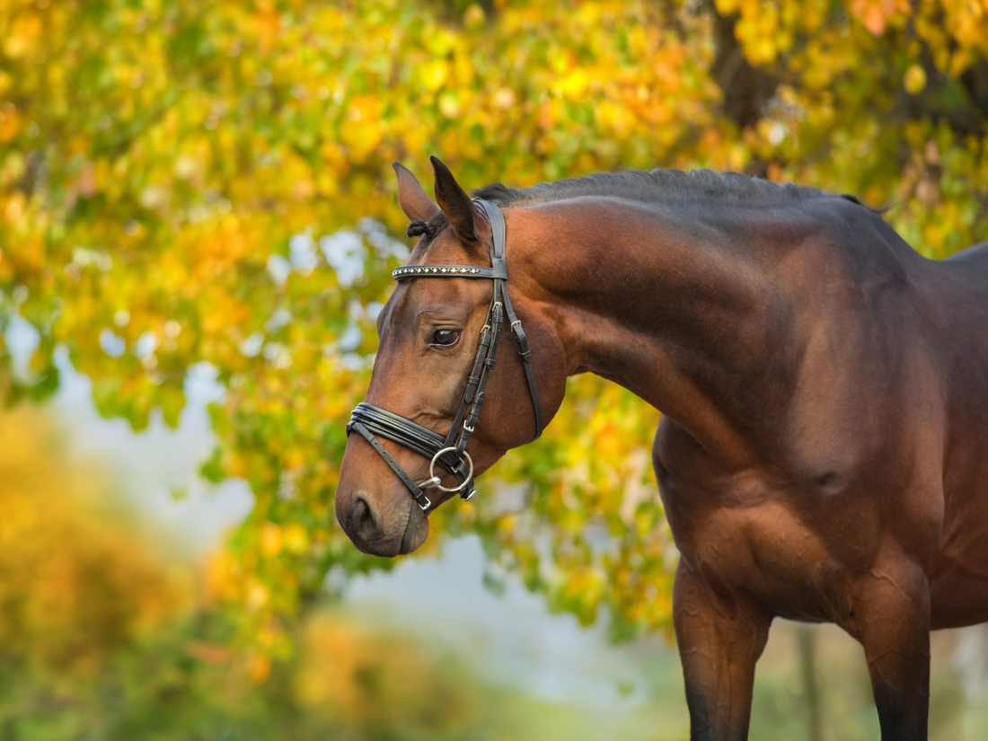 Horse in the Fall