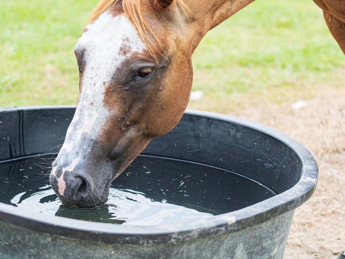 Horse Water Bucket
