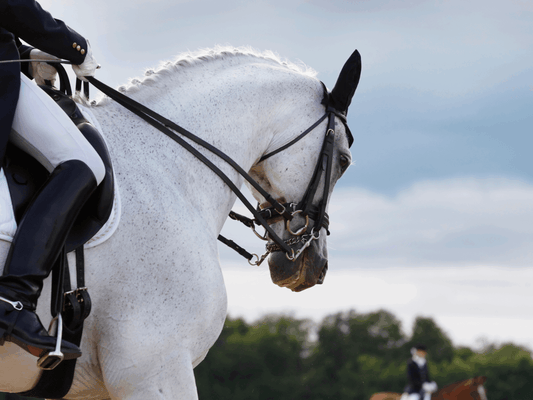 Are Horses "Smarter" Than We Think? The Surprising Intelligence of Horses