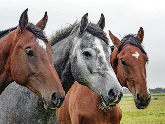 3 Horses