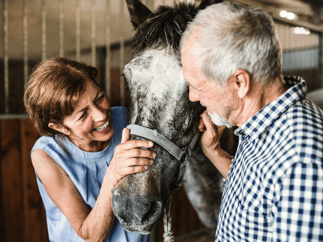 What You Should Know About Horse Aging