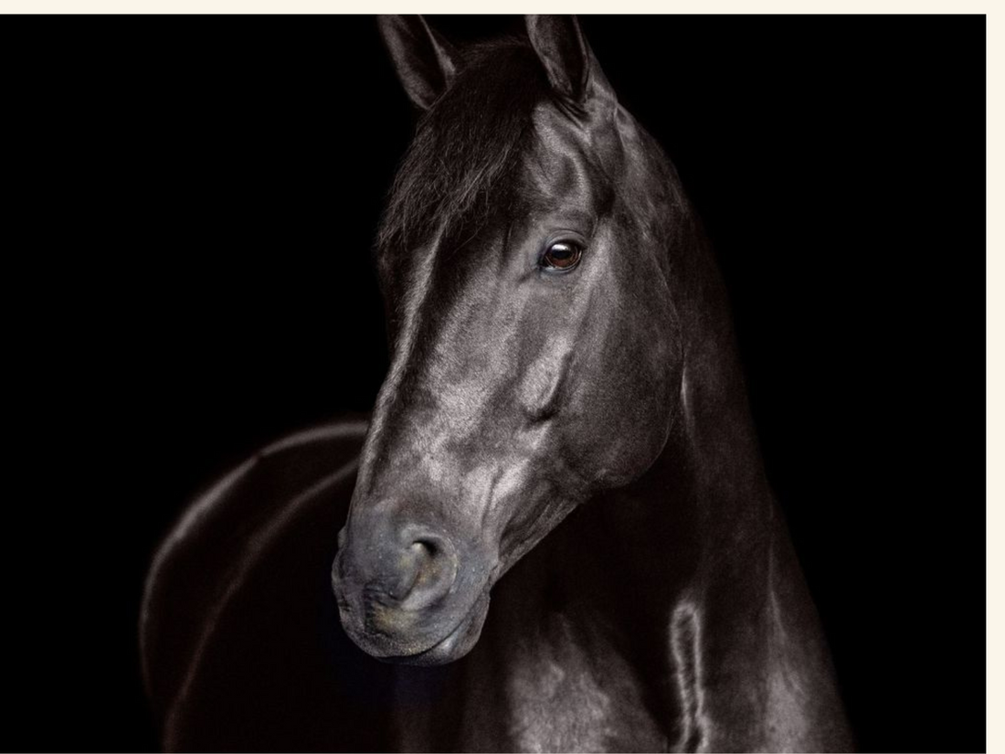 dramatic horse photography