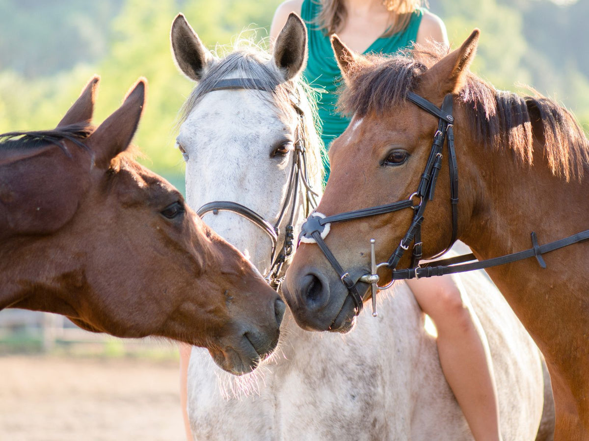 Stallion Behavior Horse Body Language: Decoding Your Horse’s Behavior