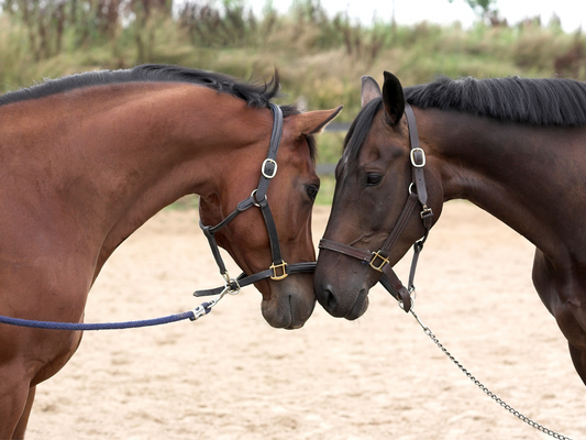 Two brown horses stand face to face