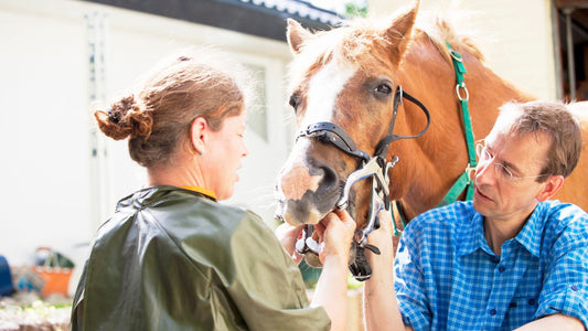 Brown horse receiving a dental check-up