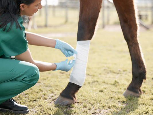 Vet applying wraps to leg
