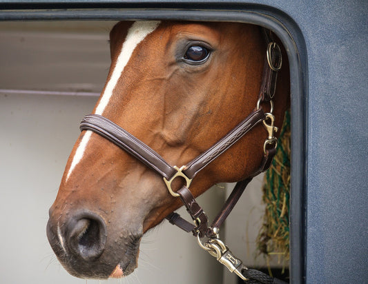 Horse peering out of a trailer window