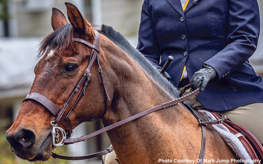 horse with Kimberwick bit