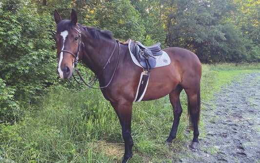 180 Best Horse Names