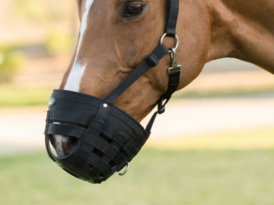 Muzzling a Horse: Does Your Horse Need a Grazing Muzzle? Muzzling a Horse: Does Your Horse Need a Grazing Muzzle?