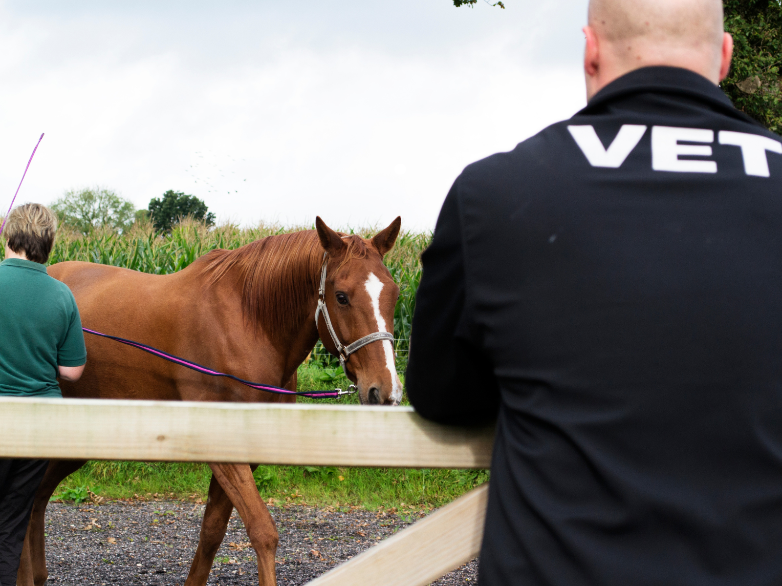 Equine Pre Ride Inspection Pre-Purchase Exam: Setting Realistic Expectations for Your Next Horse