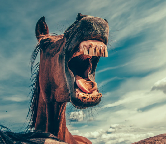 "How to Tell People You're an Equestrian..."