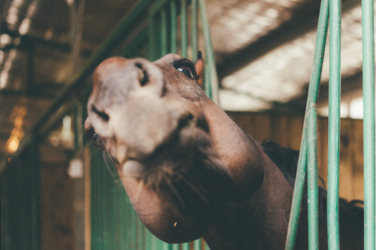 Weird Stuff Horse People Do