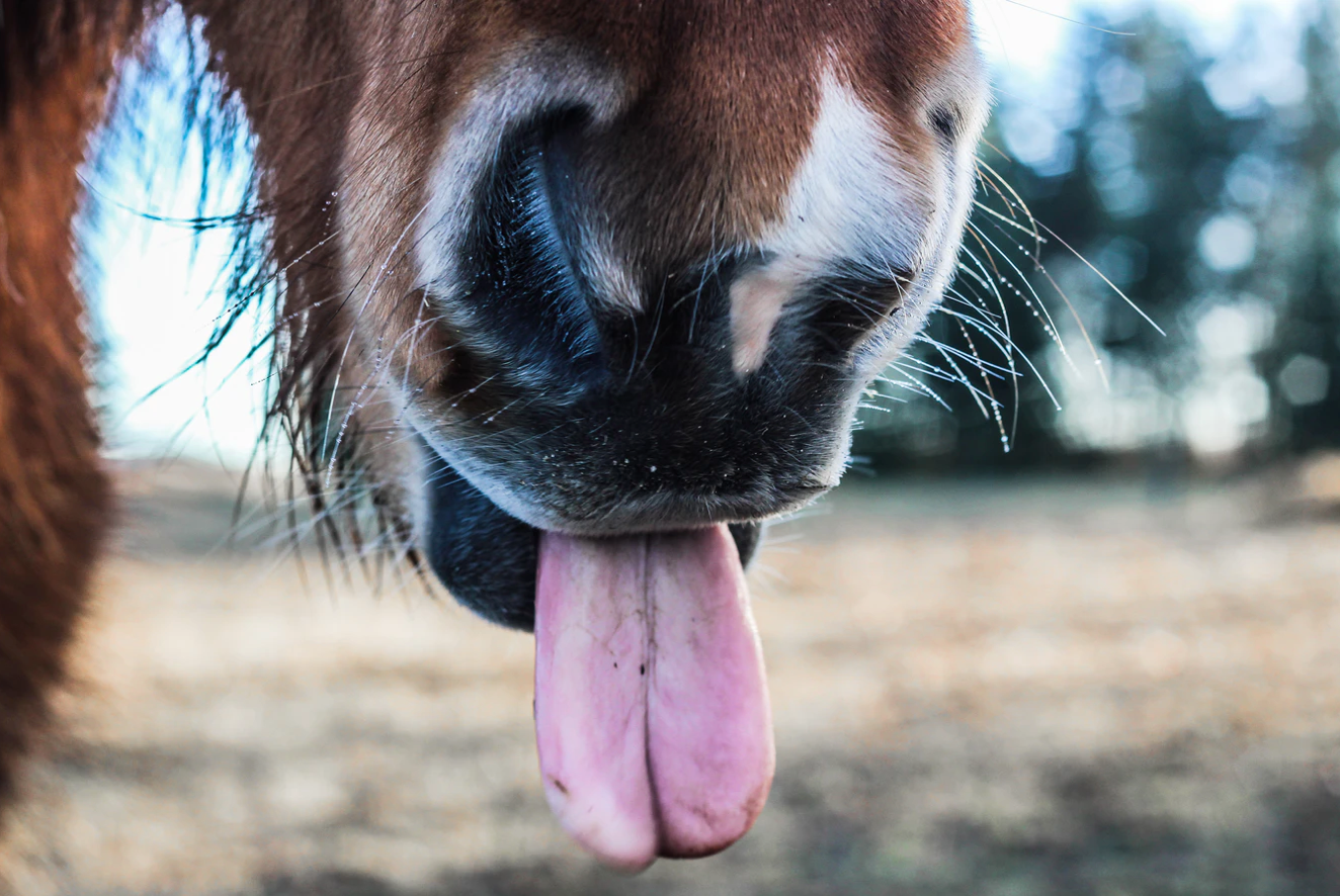 What No One Told You About Owning Your Own Horse