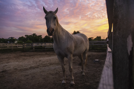 Tips and Tricks From Sara at Farm House Tack!