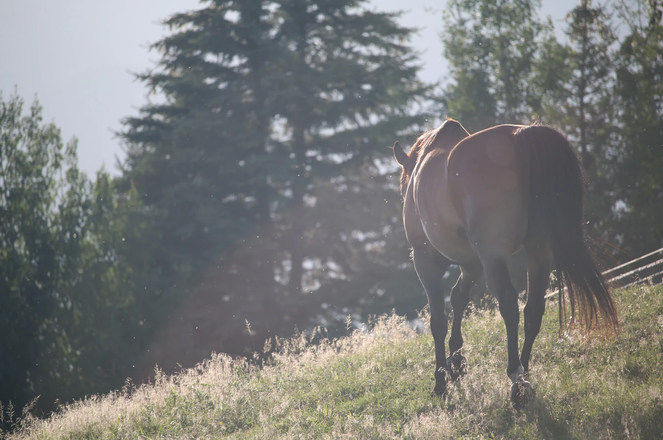 What To Do When It's Too Hot To Ride Your Horse