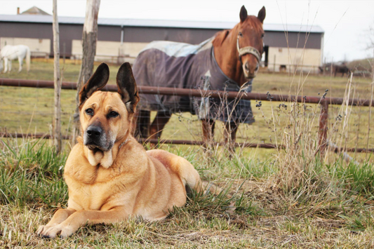 Introducing Your Dog To Your Horse
