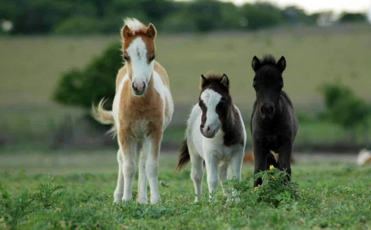 Best Reasons Why You Should Buy a Horse - Wrong Answers Only