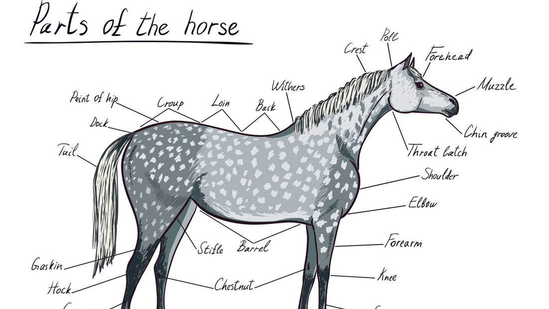 parts of a horse diagram with labels