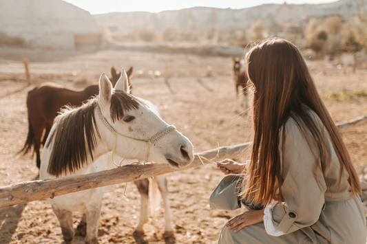 Boarding Barn Health: What To Know And Look Out For
